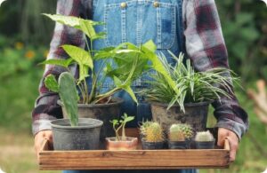 Eco-Friendly_Practices_Greener_Garden_indogardening_blog_pic