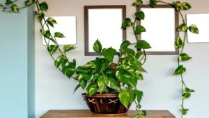 air_purifying_plants_city_indogardening_blog-image