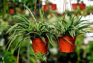 air_purifying_plants_indogardening_blog-image