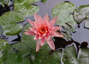 monsoon_gardening_indogardening_blog-image