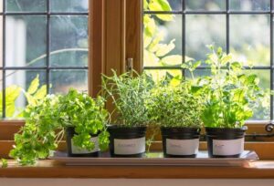 vertical garden_indogardening_blog-image