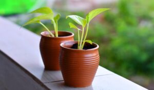 balcony_gardening_small_indogardening_blog-image
