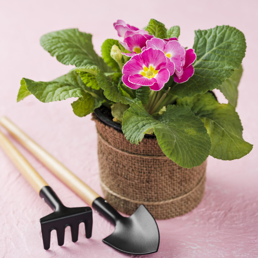 Container_Gardening_indogardening_blog-image