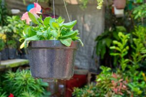 Container_Gardening_Backyard_indogardening_blog-image