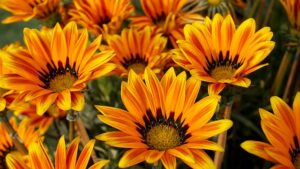 exploring_floriculture_indogardening_blog-image
