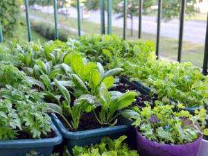 grow_organic_veggies_indogardening_blog-image