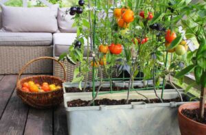 container_gardening_indogardening_blog-image