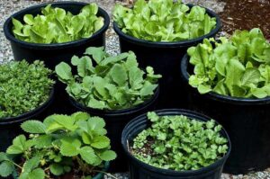 container_gardening_soil_indogardening_blog-image