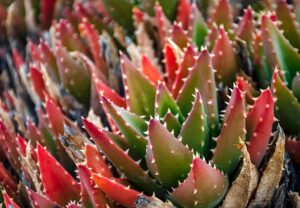 drought-tolerant_landscaping_indogardening _blog-image