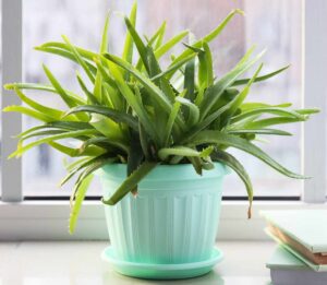  top_low_maintenance_indoor_plants_indogardening _blog-image