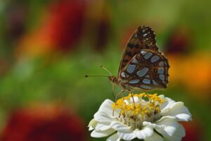 pollinator-friendly_indogardening _blog-image