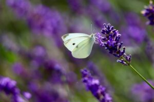 pollinator-friendly_plants_indogardening _blog-image