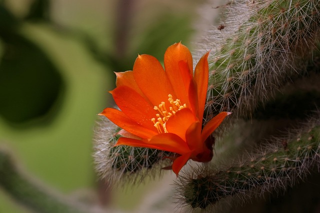 smart_drought-tolerant_landscaping_indogardening _blog-image