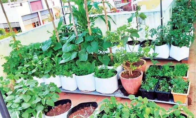 organic_terrace_indogardening _blog-image