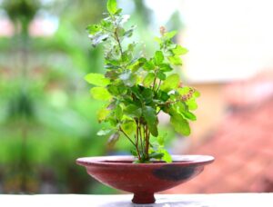tulsi_at_home_for_prosperity_indogardening _blog-image