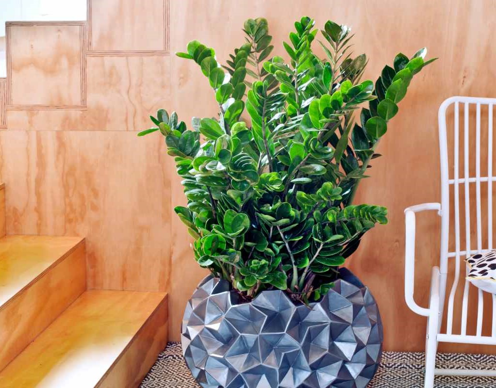 low_maintenance_indoor_plants_indogardening _blog-image