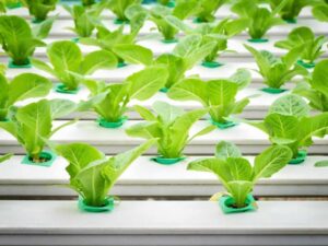 hydroponic_gardening_indian_cities_indogardening _blog-image