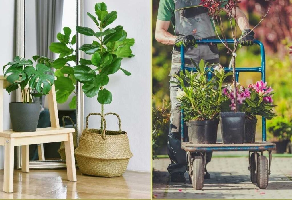 vastu_garden_placement_tips_indogardening _blog-image