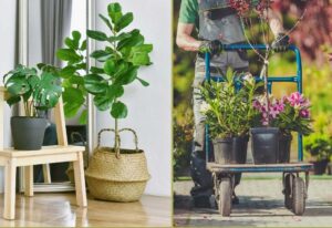 vastu_garden_placement_tips_indogardening _blog-image