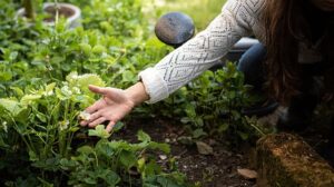 eco-friendly gardening_budget_indogardening_blog-image 