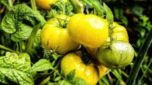 green_gardening_methods_indogardening_blog-image