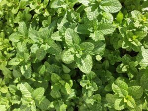 healing_herbal_garden_indogardening_blog-image 