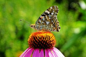 pollinator-friendly_garden_indogardening_blog-image