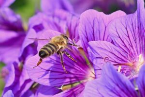  pollinator-friendly_garden_flowers_indogardening_blog-image