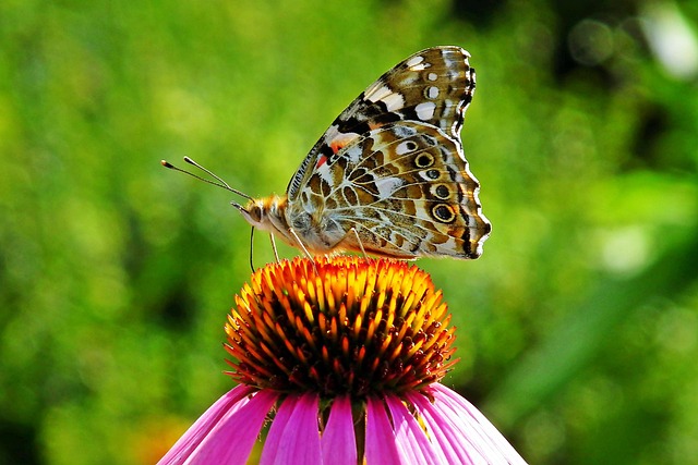 pollinator-friendly_garden_indogardening_blog-image