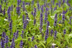 shade-Loving_plants_indogardening_blog-image