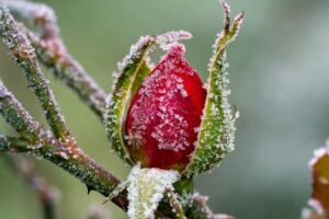 winter_gardening_indogardening_blog-image