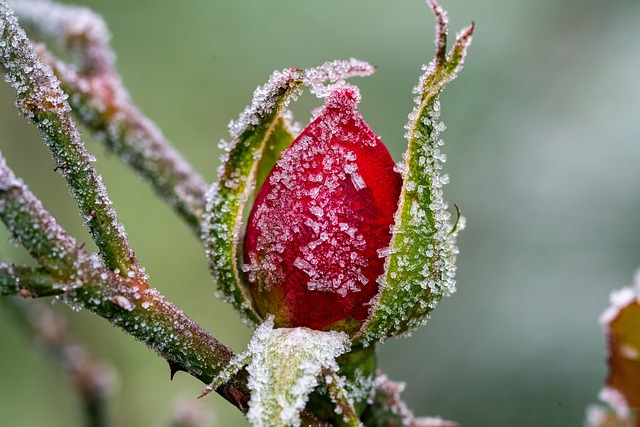 winter_gardening_indogardening_blog-image