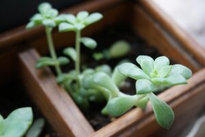 microbial_fertilizers_gardens _indogardening_blog-image