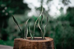 best_indoor_plants_indogardening_blog-image 