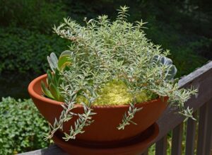 container_gardening_indogardening_blog-image