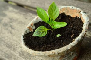 garden_soil_improvement_basics1_indogardening_blog-image