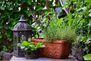 herb_garden_indogardening_blog-image
