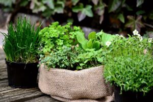 herb_garden_planning_indogardening_blog-image