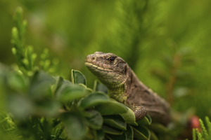 sustainable-gardening_methods_indogardening_blog-image