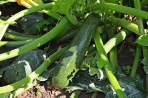 vegetable_gardening_at_home_indogardening_blog-image