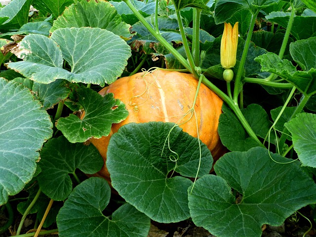 vegetable_gardening_indogardening_blog-image