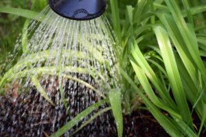 water_saving_techniques_indogardening_blog-image