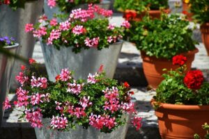 balcony_plants_indogardening_blog-image