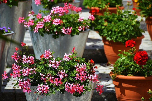 balcony_plants_indogardening_blog-image