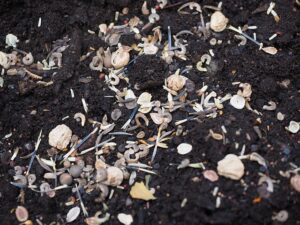  best_soil_mix _indogardening_blog-image
