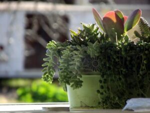 easy_container_gardening _indogardening_blog-image