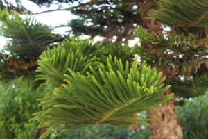 evergreen_outdoor_plants_ideas_indogardening_blog-image
