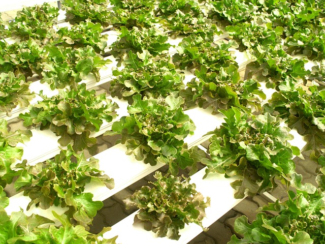 hydroponic_gardening__indogardening_blog-image