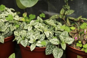 indoor_gardening_tips _indogardening_blog-image