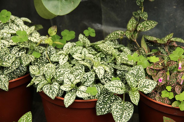 indoor_gardening_tips _indogardening_blog-image